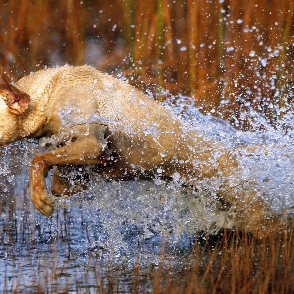 Обои трава, вода, собака, прыжок, охота, лабрадор, grass, water, dog, jump, hunting, labrador разрешение 1920x1080 Загрузить