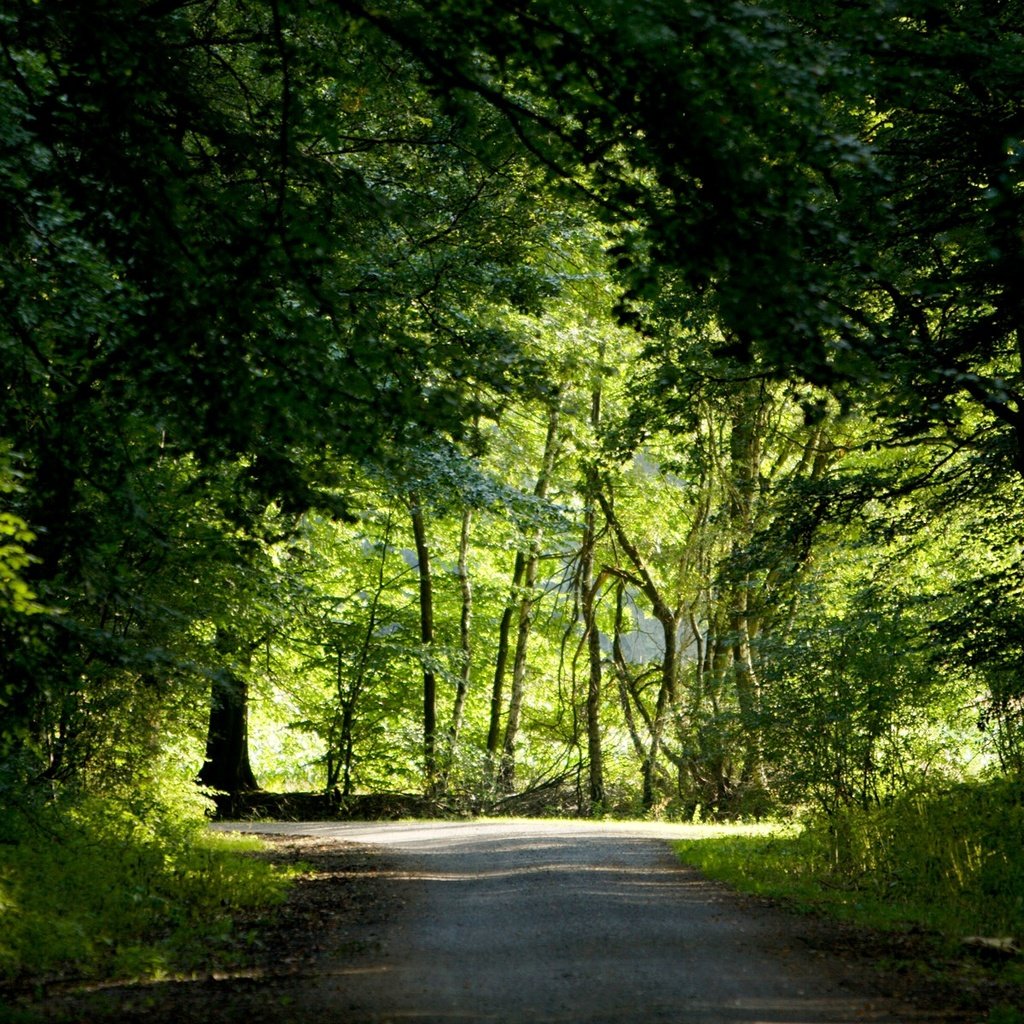 Обои дорога, деревья, зелень, лес, лето, best wallpapers, road, trees, greens, forest, summer разрешение 1920x1200 Загрузить