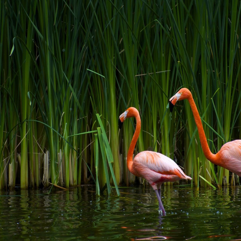 Обои озеро, фламинго, птицы, калифорния, тростник, sacramento zoo, lake, flamingo, birds, ca, cane разрешение 2560x1600 Загрузить