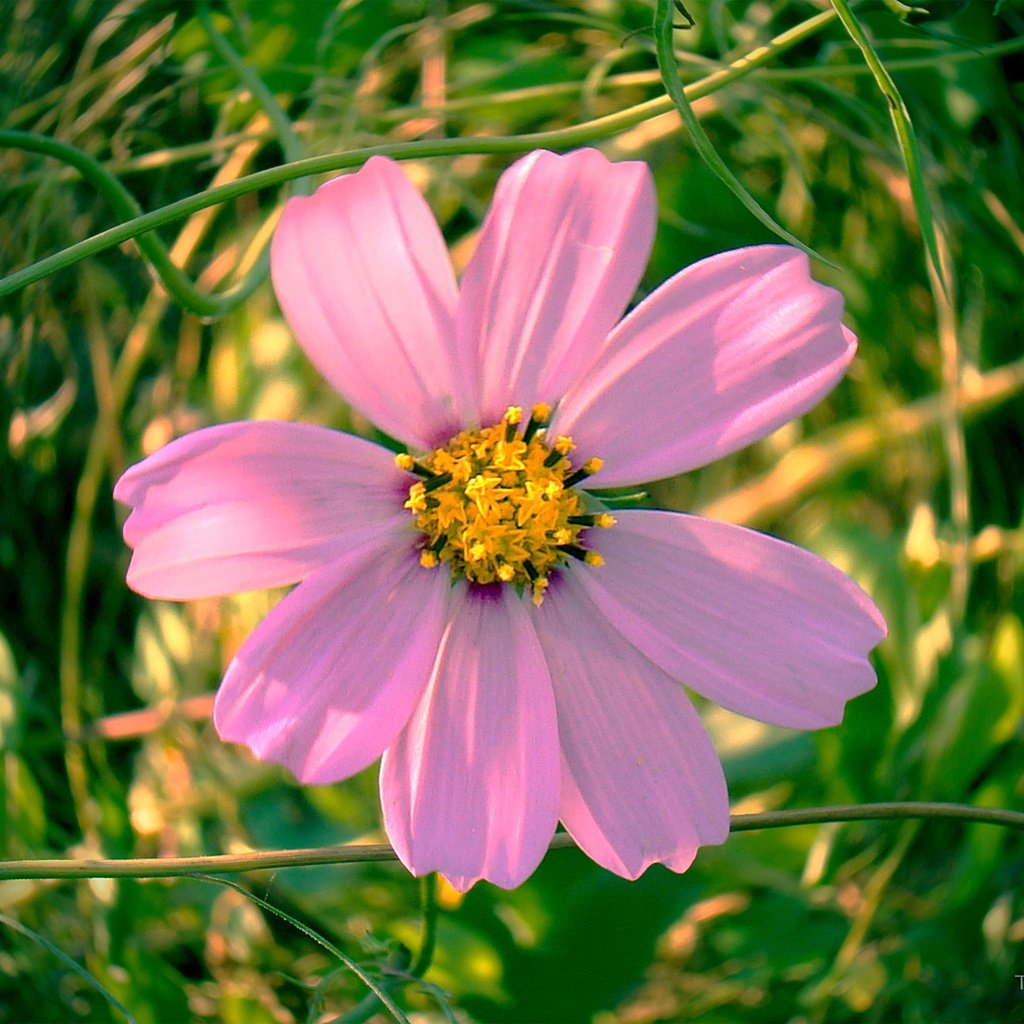 Обои цветок, лепестки, розовые, космея, flower, petals, pink, kosmeya разрешение 1920x1497 Загрузить