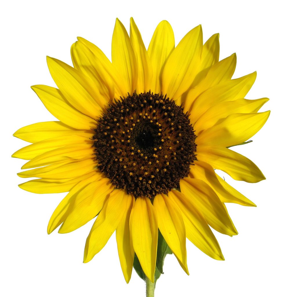 Обои фон, цветок, лепестки, подсолнух, желтые, background, flower, petals, sunflower, yellow разрешение 2560x1920 Загрузить
