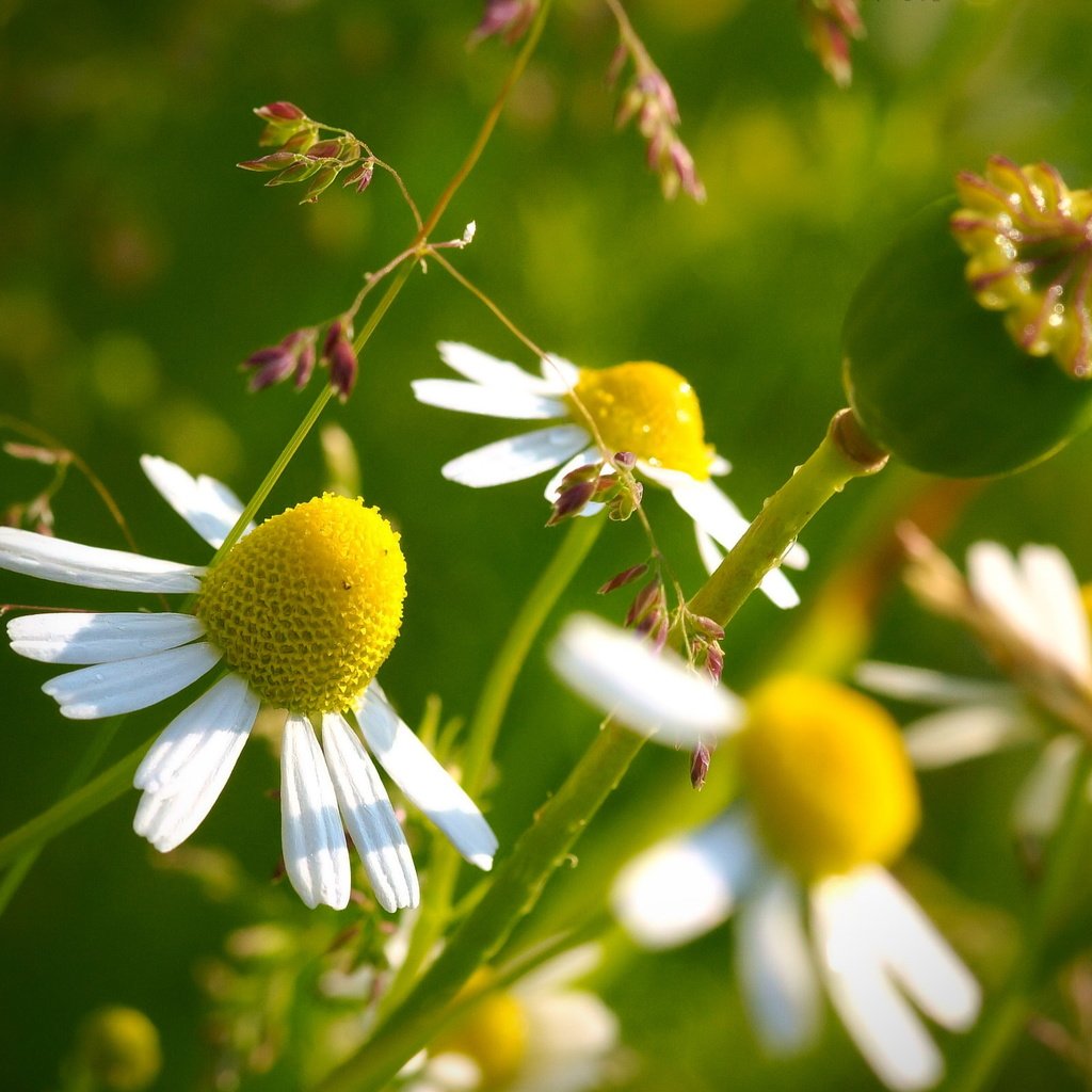 Обои цветы, природа, макро, лепестки, ромашки, стебли, flowers, nature, macro, petals, chamomile, stems разрешение 2560x1600 Загрузить