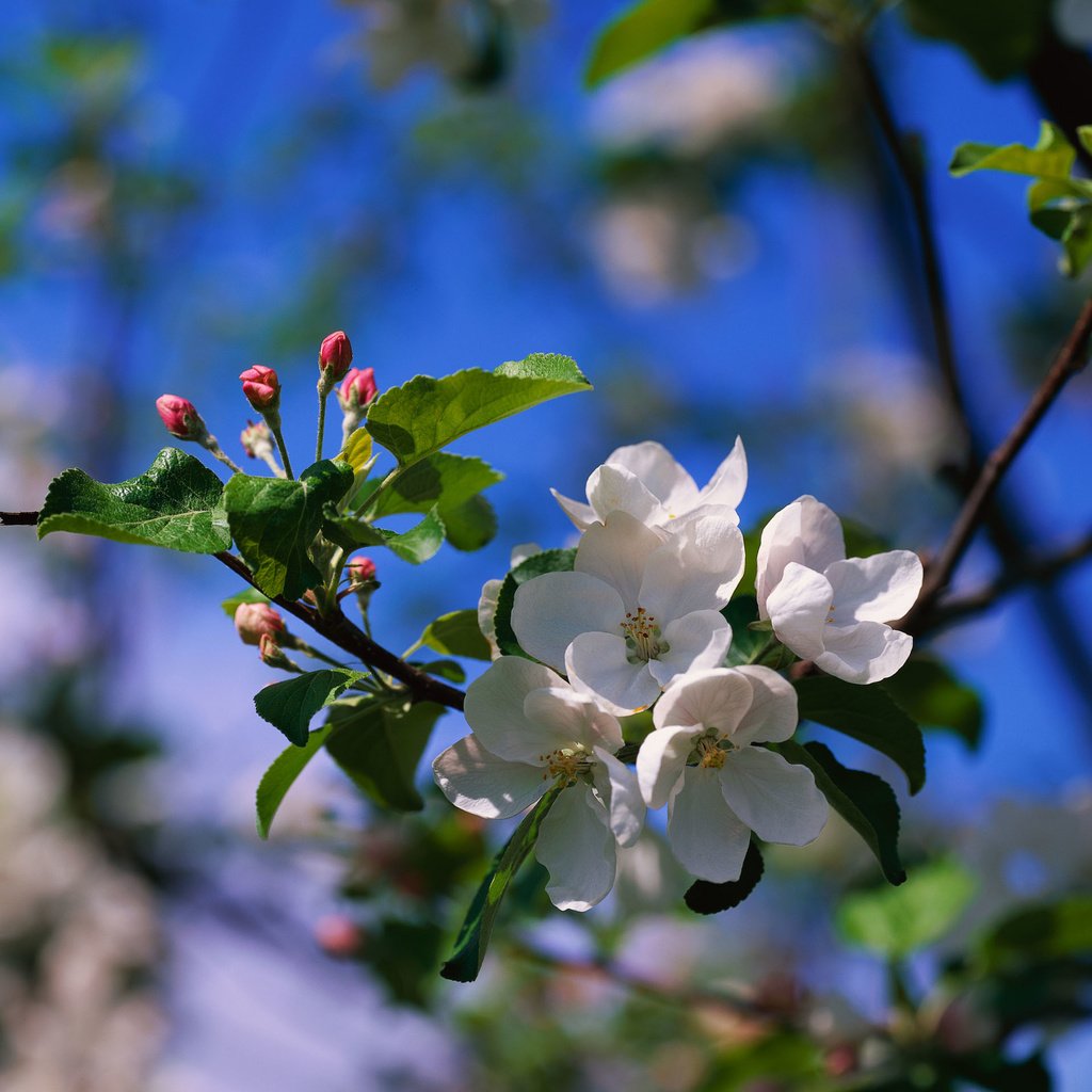 Обои цветы, ветка, природа, цветение, размытость, весна, яблоня, flowers, branch, nature, flowering, blur, spring, apple разрешение 2560x1920 Загрузить