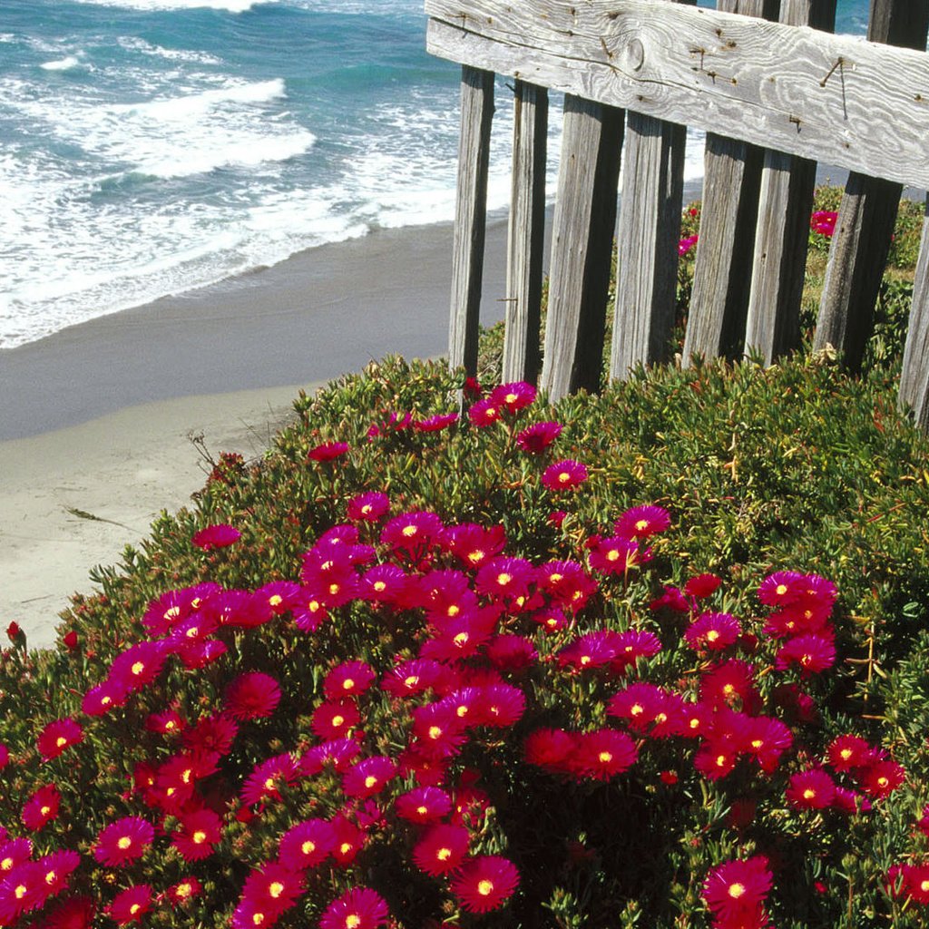 Обои цветы, море, пляж, забор, маргаритки, flowers, sea, beach, the fence, daisy разрешение 1920x1080 Загрузить