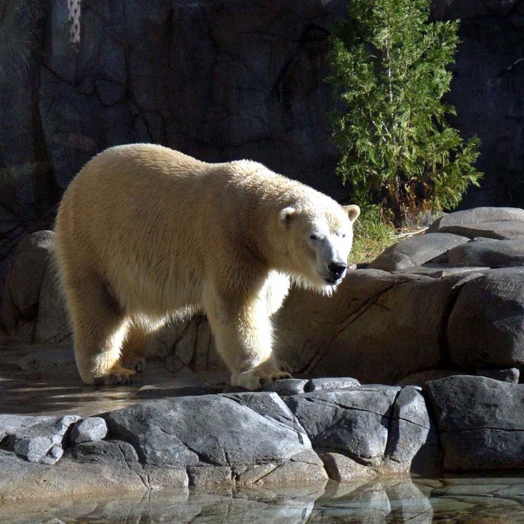 Обои вода, камни, полярный медведь, медведь, белый медведь, зоопарк, water, stones, polar bear, bear, zoo разрешение 1920x1200 Загрузить