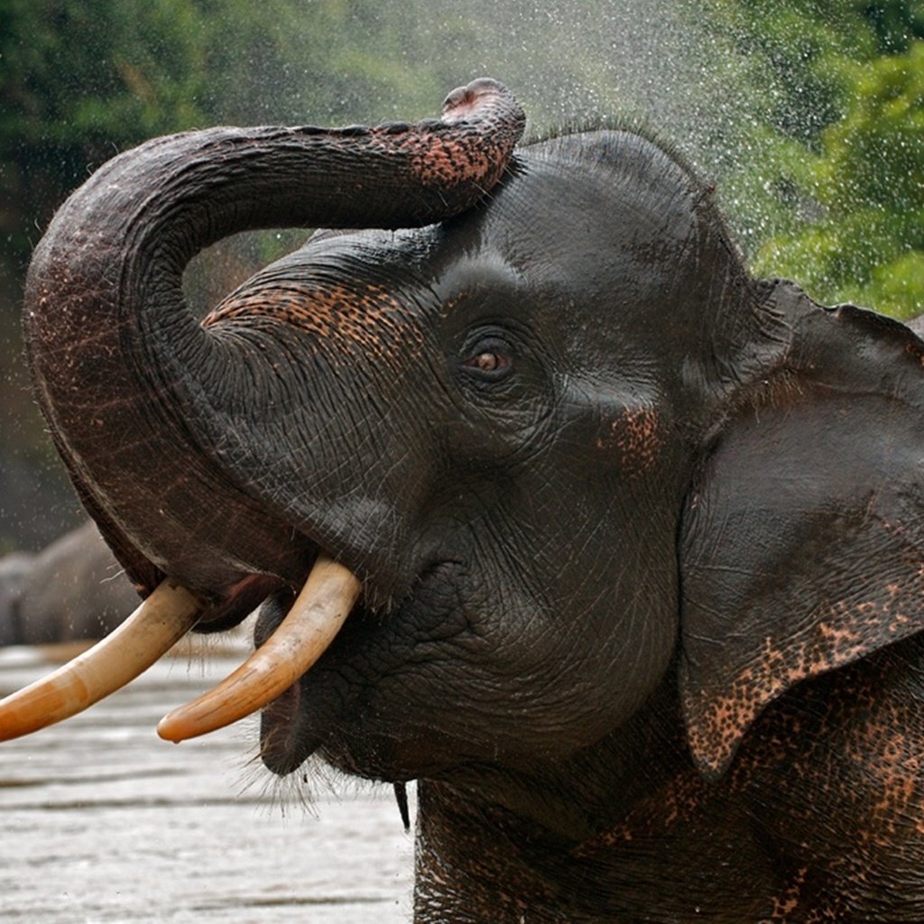 Обои вода, слон, хобот, water, elephant, trunk разрешение 1900x1260 Загрузить