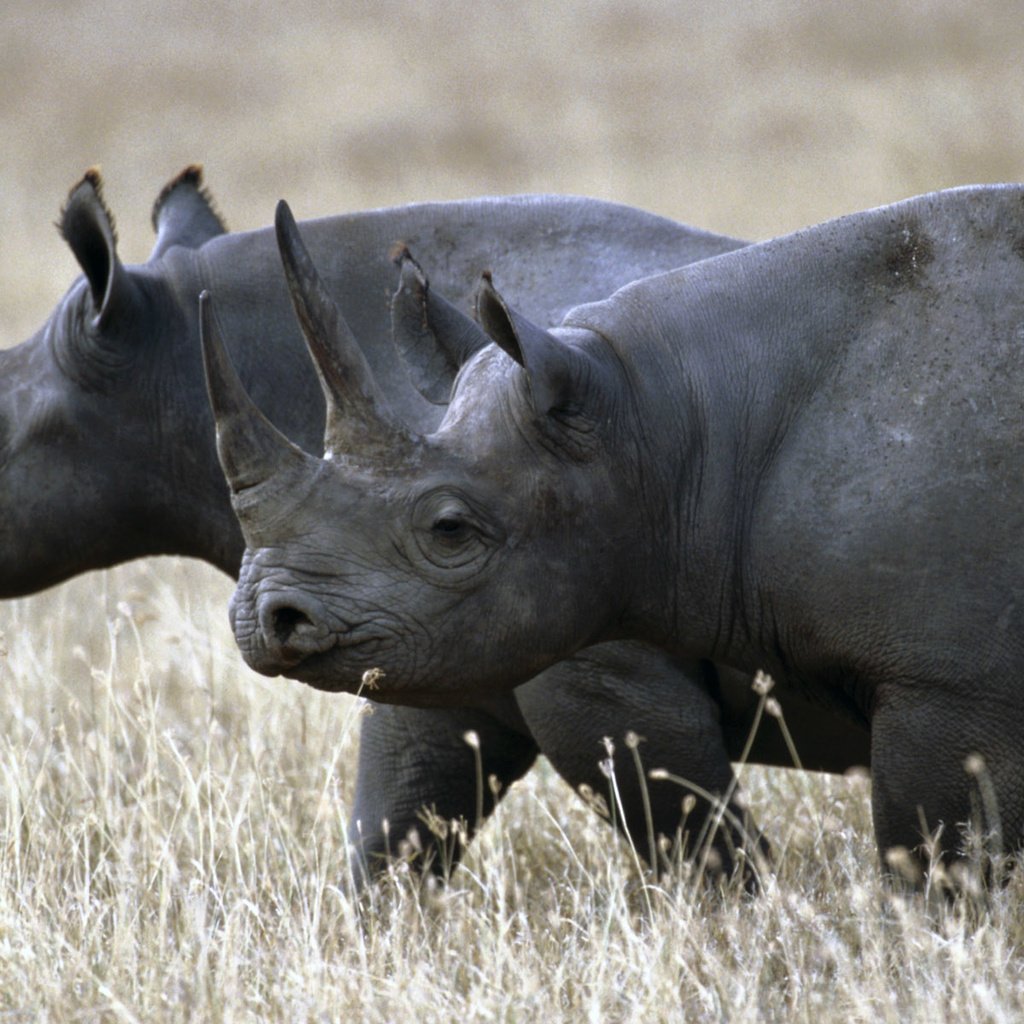 Обои трава, пара, прогулка, носорог, носороги, grass, pair, walk, rhino, rhinos разрешение 1920x1200 Загрузить
