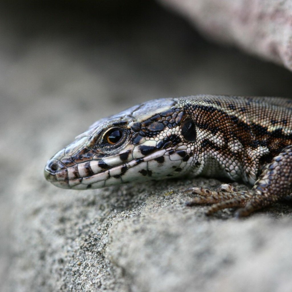 Обои камни, макро, ящерица, рептилия, расщелина, щель, stones, macro, lizard, reptile, cleft, the gap разрешение 1920x1200 Загрузить