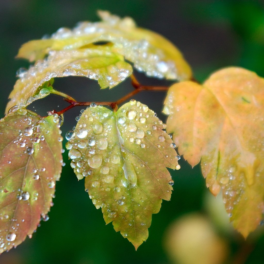Обои листья, капли, размытость, leaves, drops, blur разрешение 1920x1080 Загрузить