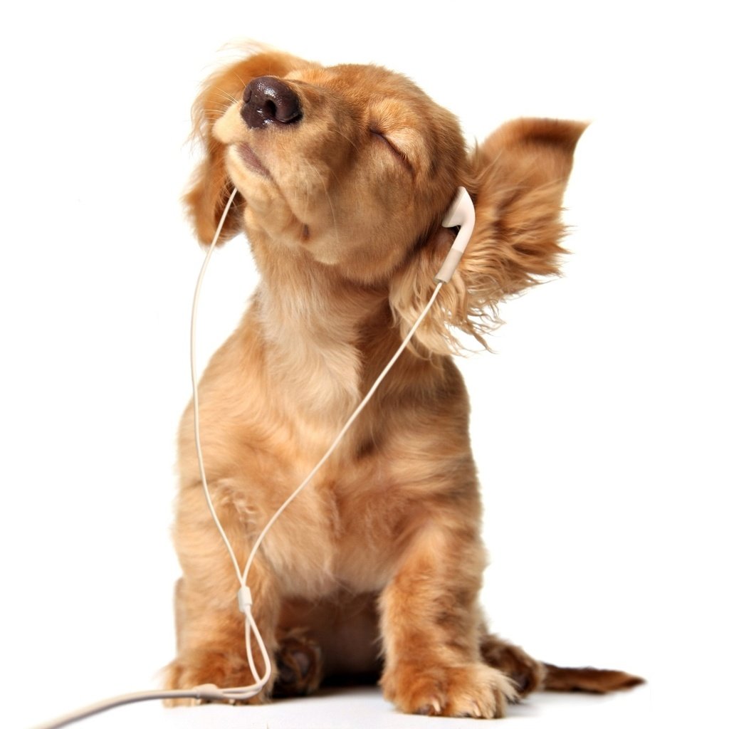 Обои наушники, щенок, слушает, собачка, headphones, puppy, listening, dog разрешение 2560x1600 Загрузить