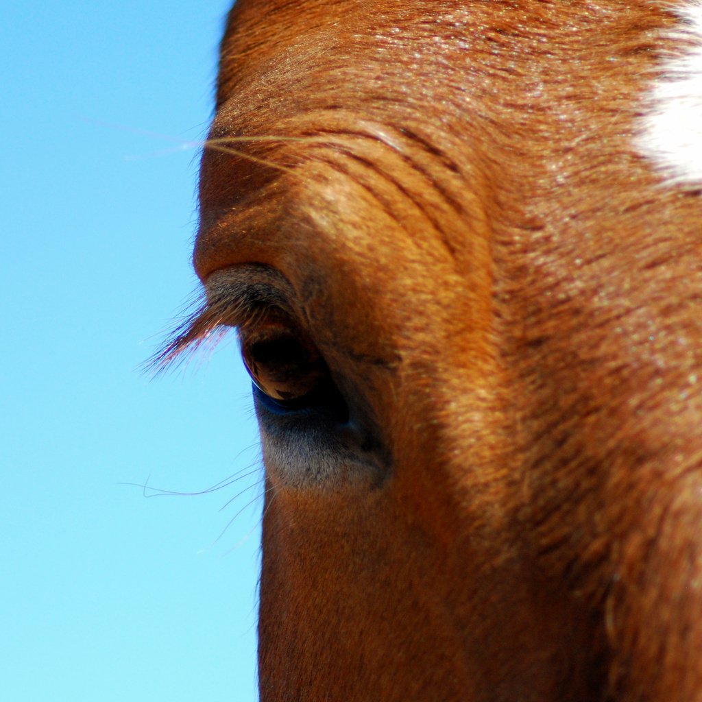 Обои лошадь, конь, крупным планом, horse, closeup разрешение 2560x1600 Загрузить