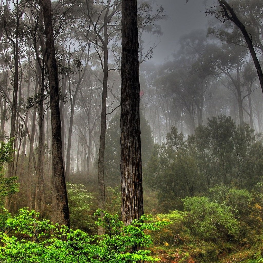 Обои лес, туман, заросли, forest, fog, thickets разрешение 1920x1200 Загрузить