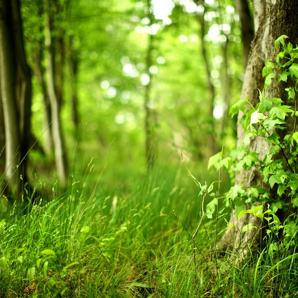 Обои трава, деревья, лес, лето, grass, trees, forest, summer разрешение 1920x1200 Загрузить