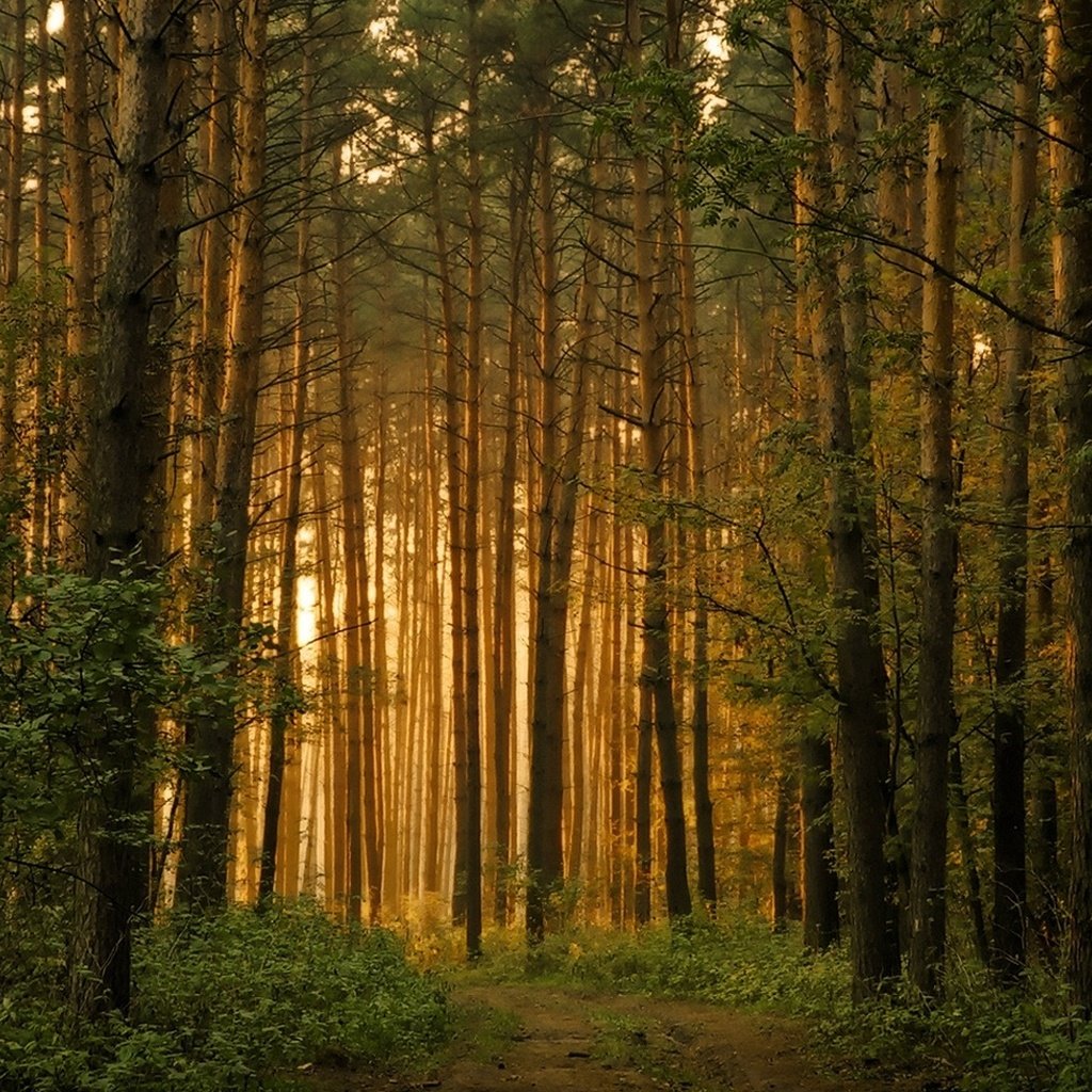 Обои восход, лес, утро, след,     дерево, sunrise, forest, morning, trail, tree разрешение 1920x1080 Загрузить