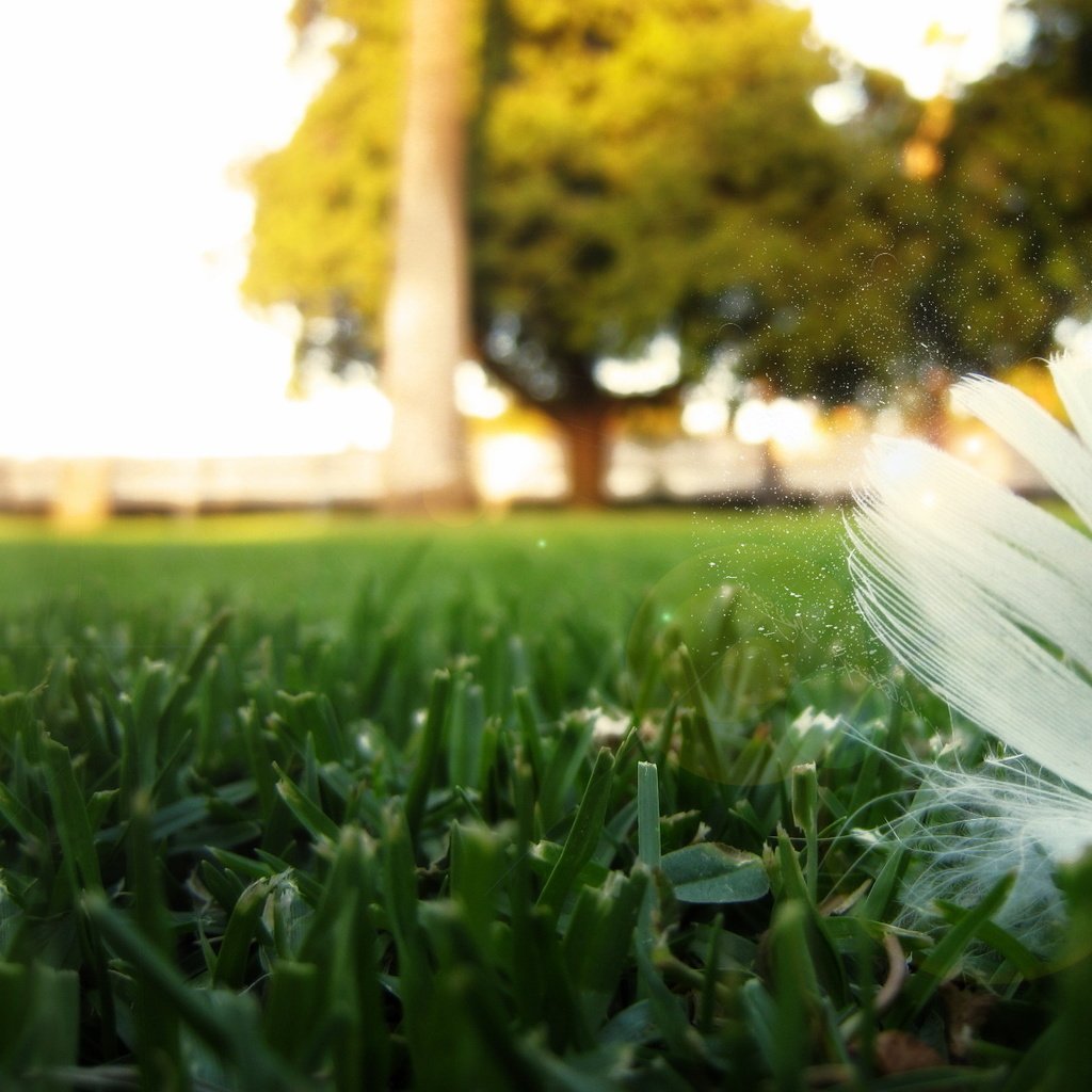 Обои трава, природа, перо, крупным планом, перышко, grass, nature, pen, closeup, a feather разрешение 1920x1200 Загрузить