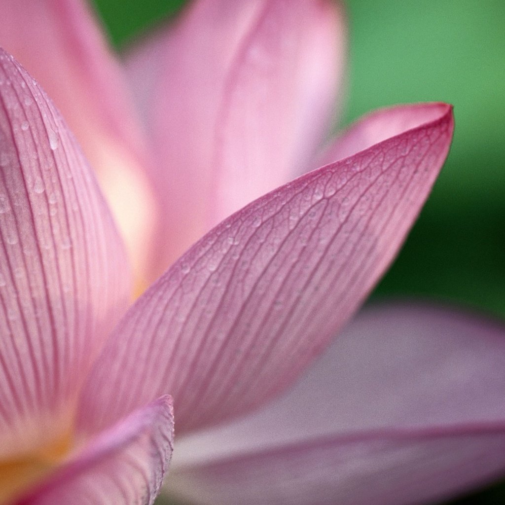 Обои цветок, капли, лепестки, лотос, best wallpapers, flower, drops, petals, lotus разрешение 1920x1200 Загрузить