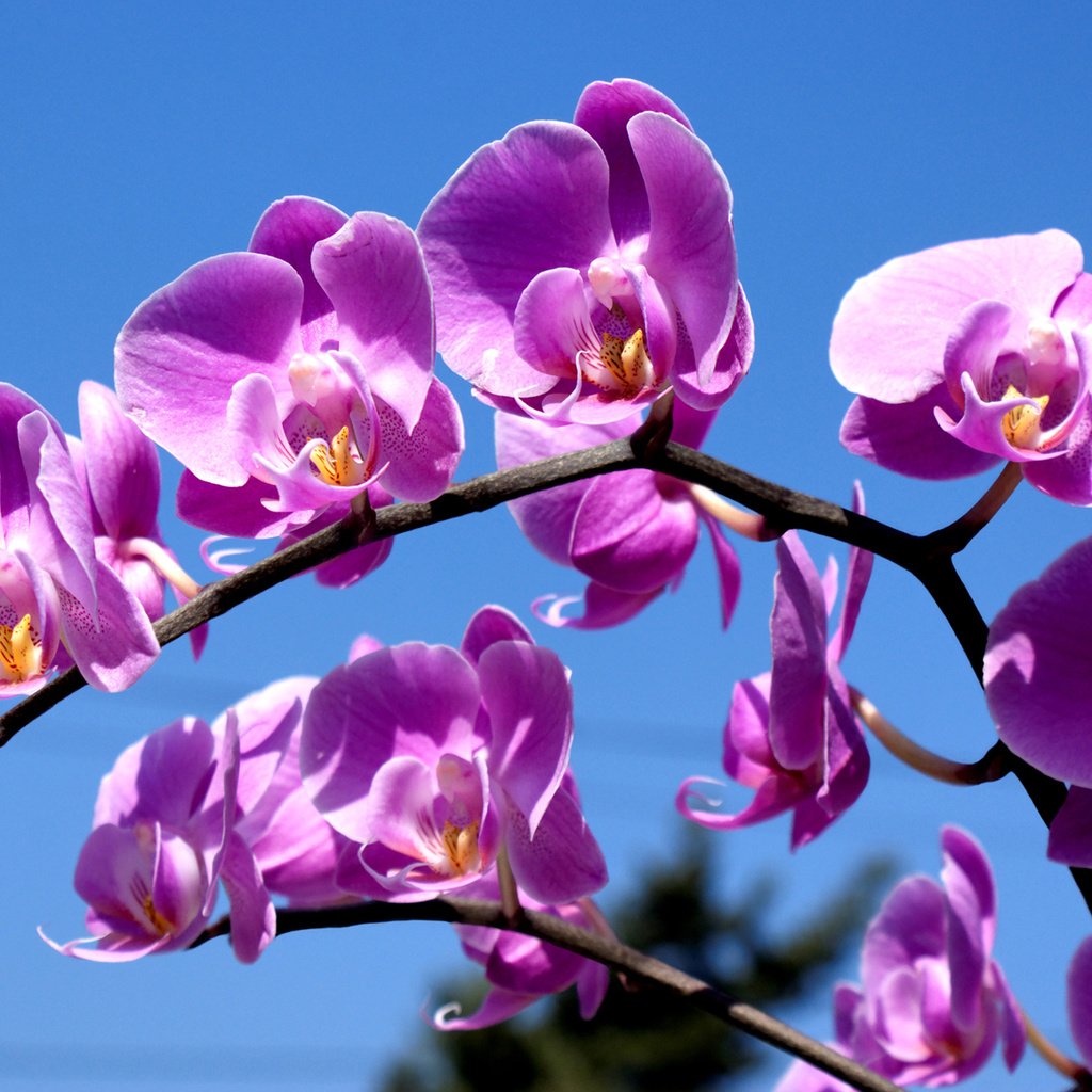 Обои орхидея, синее небо, комильфо, orchid, blue sky, comme il faut разрешение 1920x1200 Загрузить