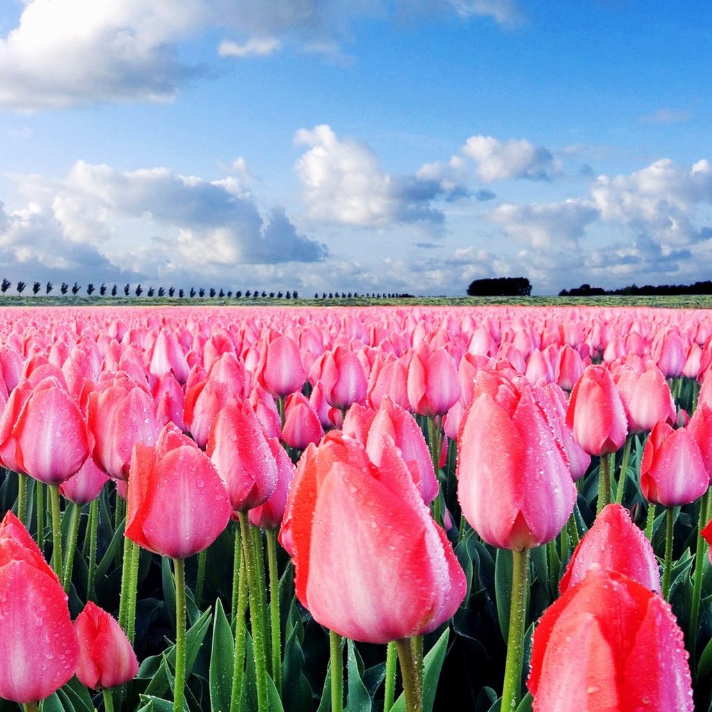Обои небо, поле, тюльпаны, the sky, field, tulips разрешение 1920x1200 Загрузить