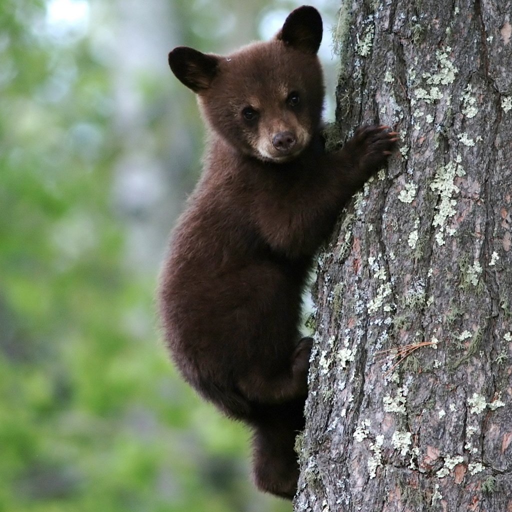 Обои мишка, на дереве, бурый, медвеженок, bear, on the tree, brown разрешение 1920x1080 Загрузить