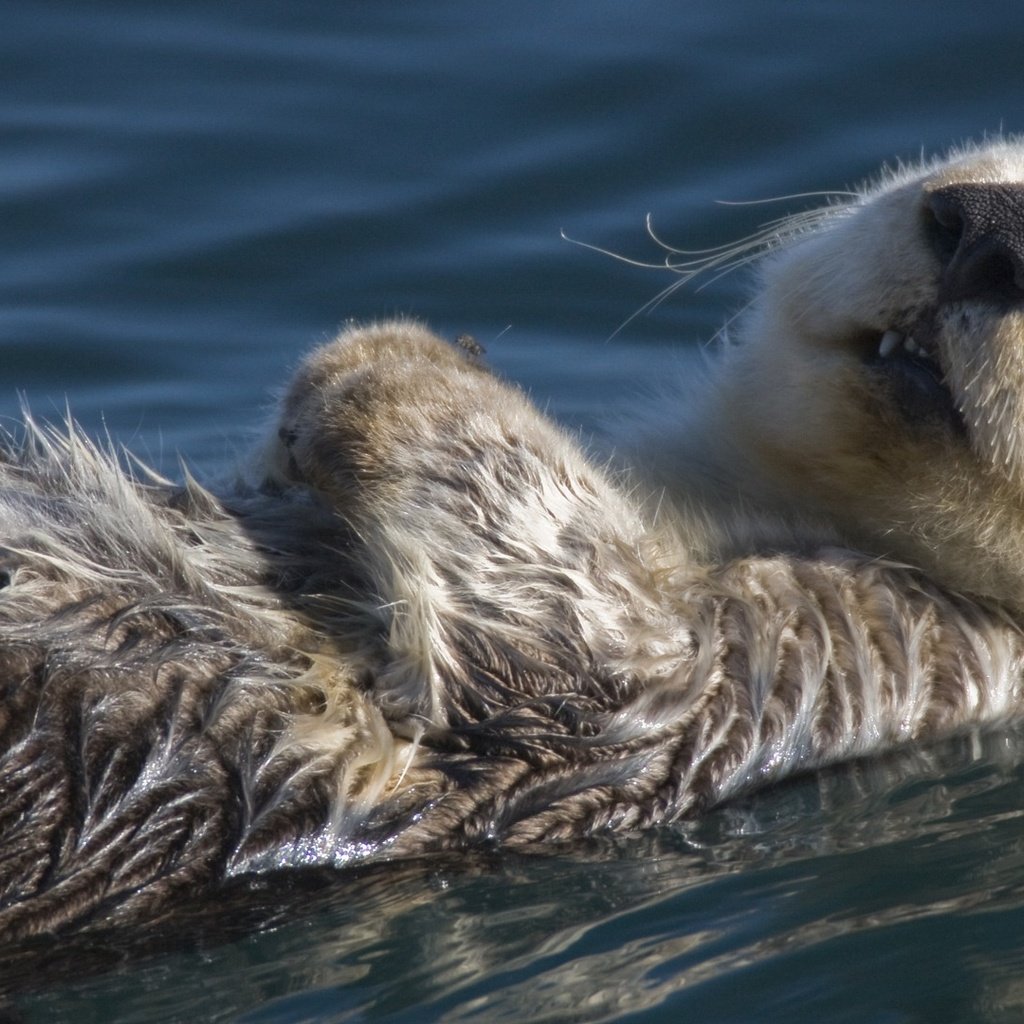 Обои вода, спит, калан, морская выдра, выдра, water, sleeping, kalan, sea otter, otter разрешение 1920x1080 Загрузить