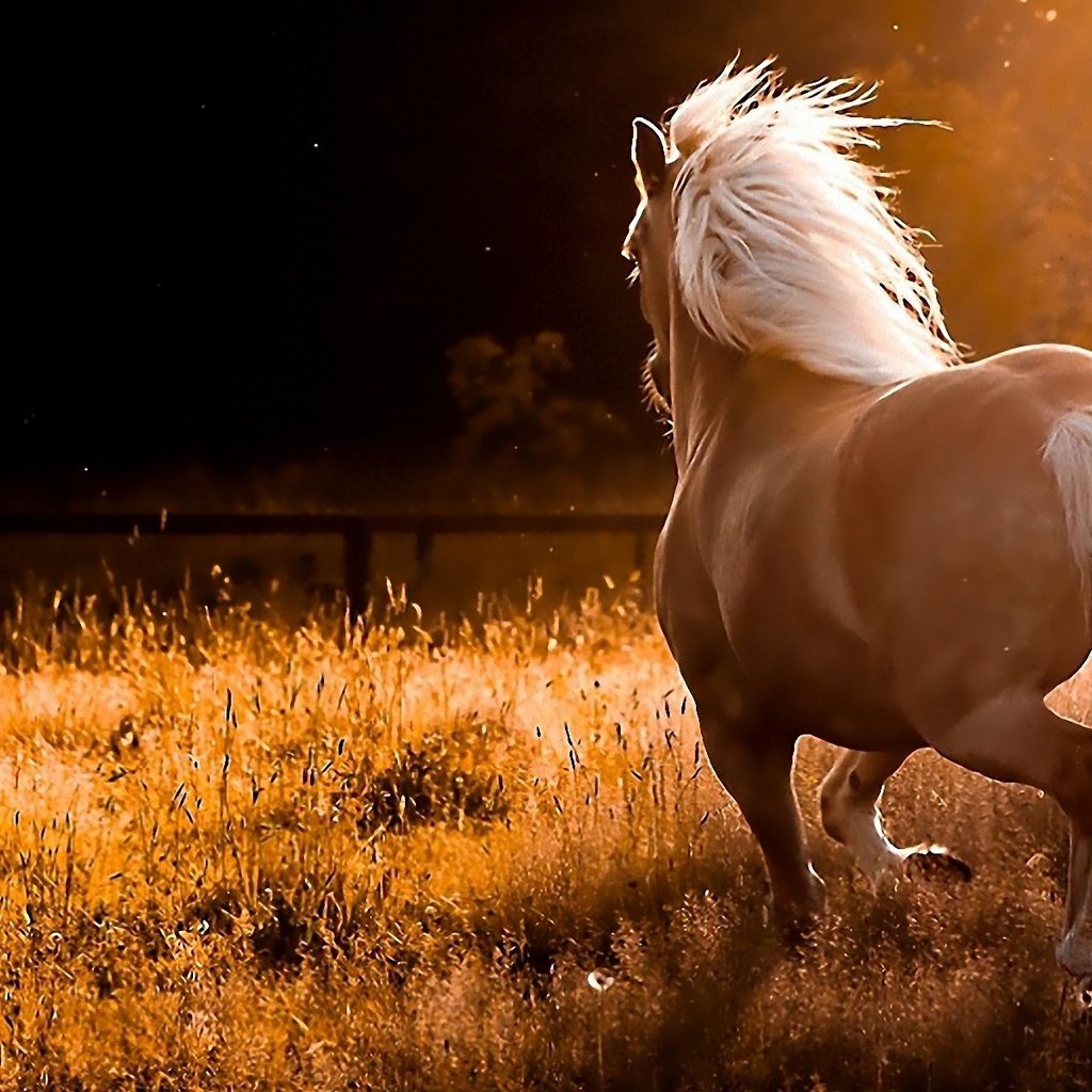Обои конь, на природе, резвится, horse, nature, sports разрешение 1920x1200 Загрузить