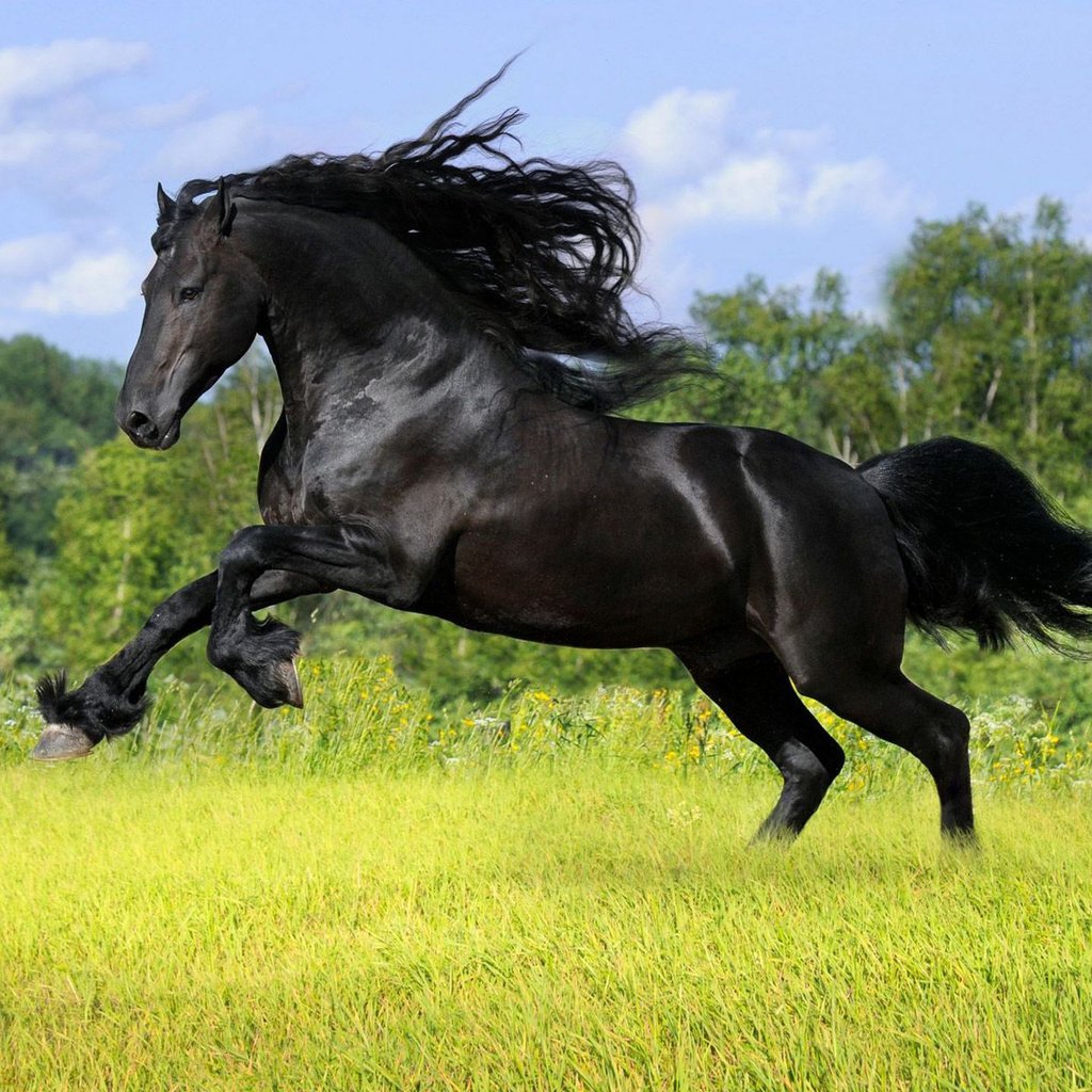 Обои лошадь, трава, деревья, лето, поляна, конь, horse, grass, trees, summer, glade разрешение 1920x1440 Загрузить