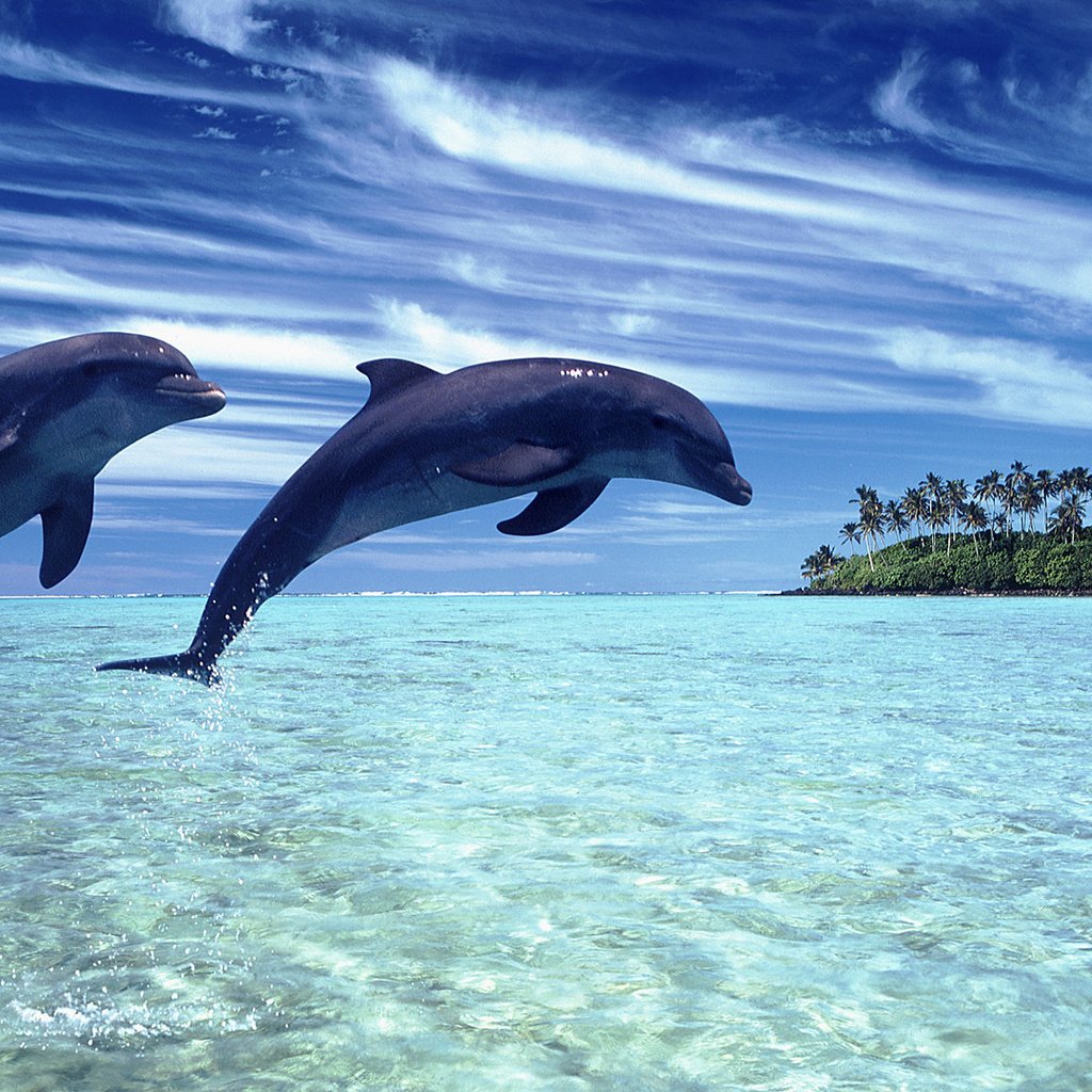 Обои небо, природа, пейзаж, море, дельфины, the sky, nature, landscape, sea, dolphins разрешение 1920x1080 Загрузить