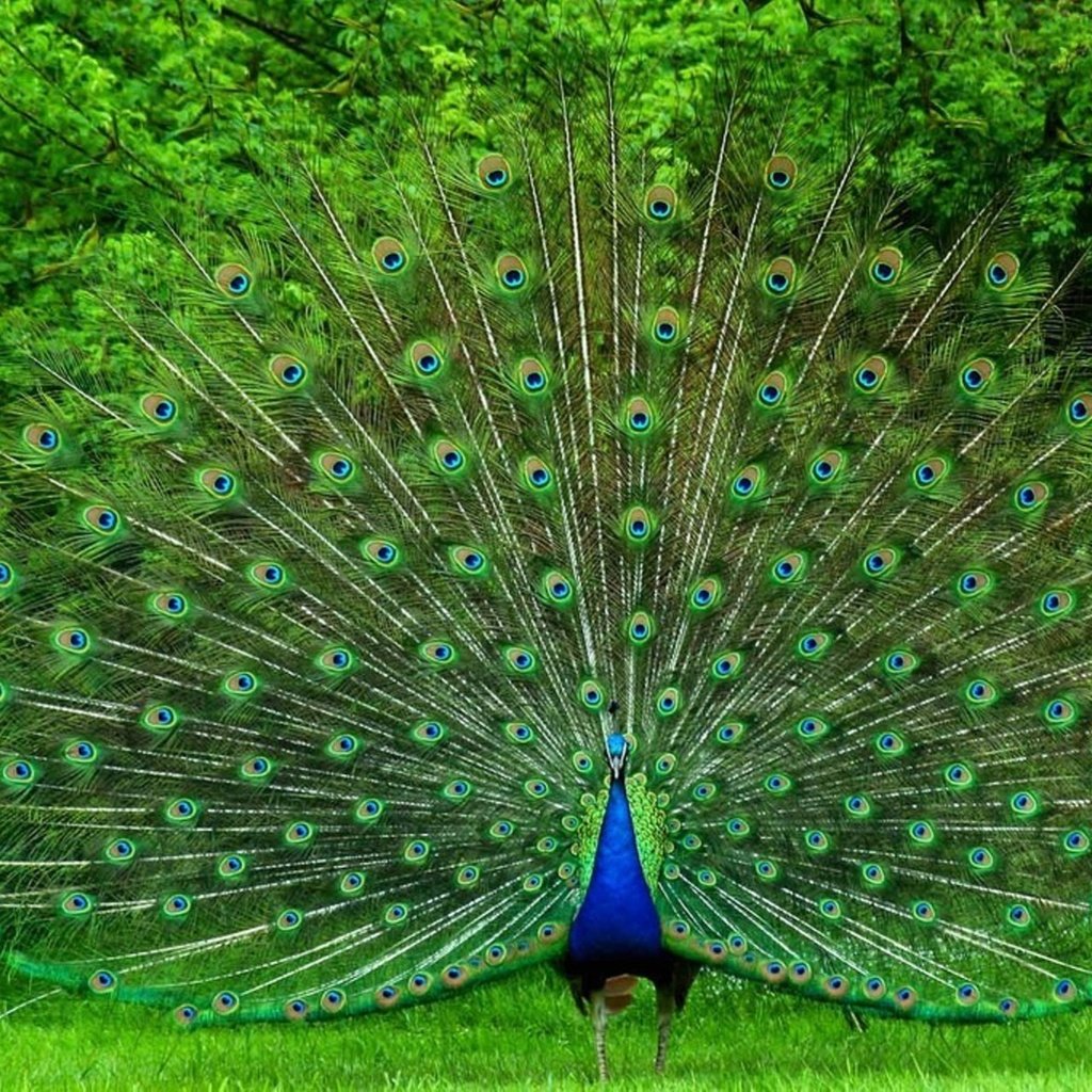 Обои птица, павлин, красивый, хвост, яркий, большой, bird, peacock, beautiful, tail, bright, large разрешение 1920x1280 Загрузить