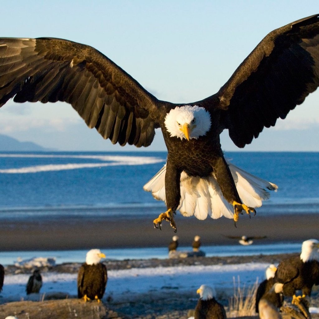 Обои море, крылья, орел, птицы, посадка, sea, wings, eagle, birds, landing разрешение 1920x1080 Загрузить