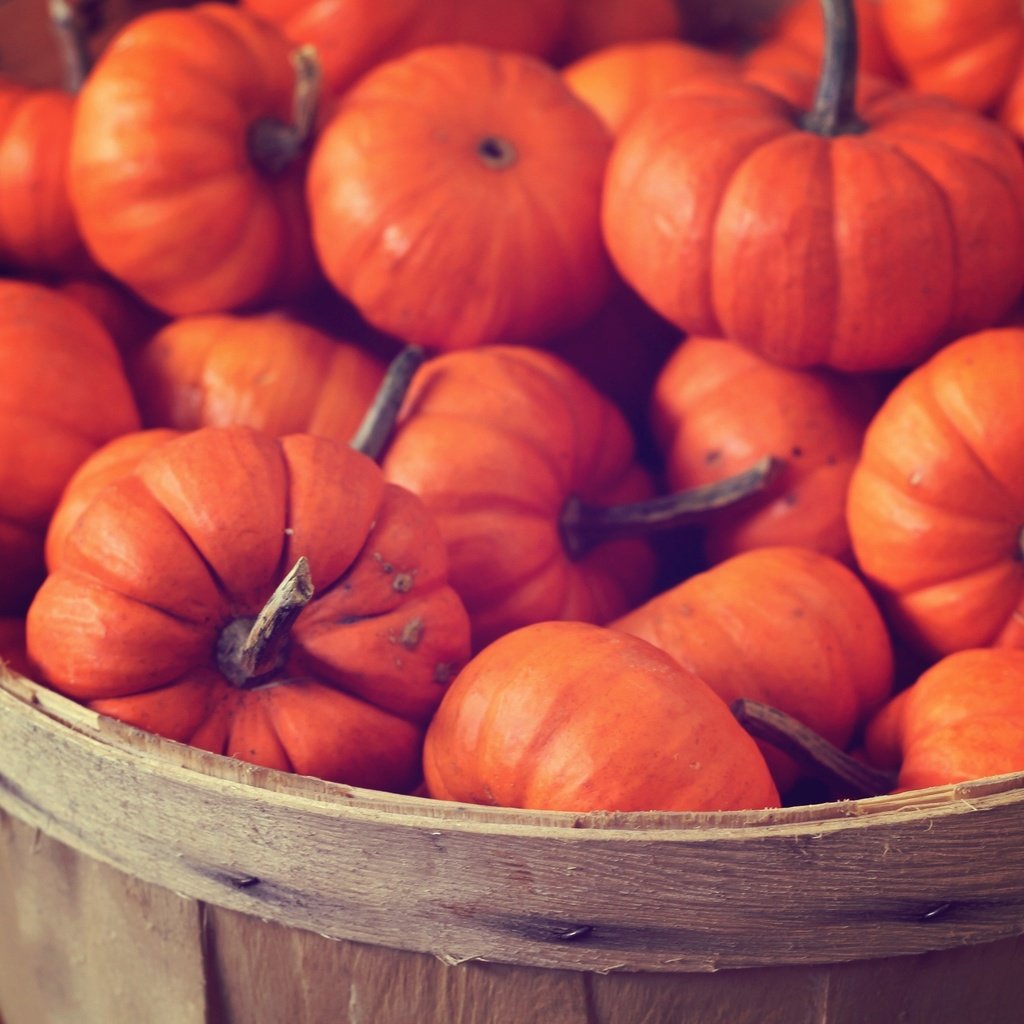 Обои обои, цвета, фото, еда, корзина, яркие, тыква, wallpaper, color, photo, food, basket, bright, pumpkin разрешение 2592x1728 Загрузить