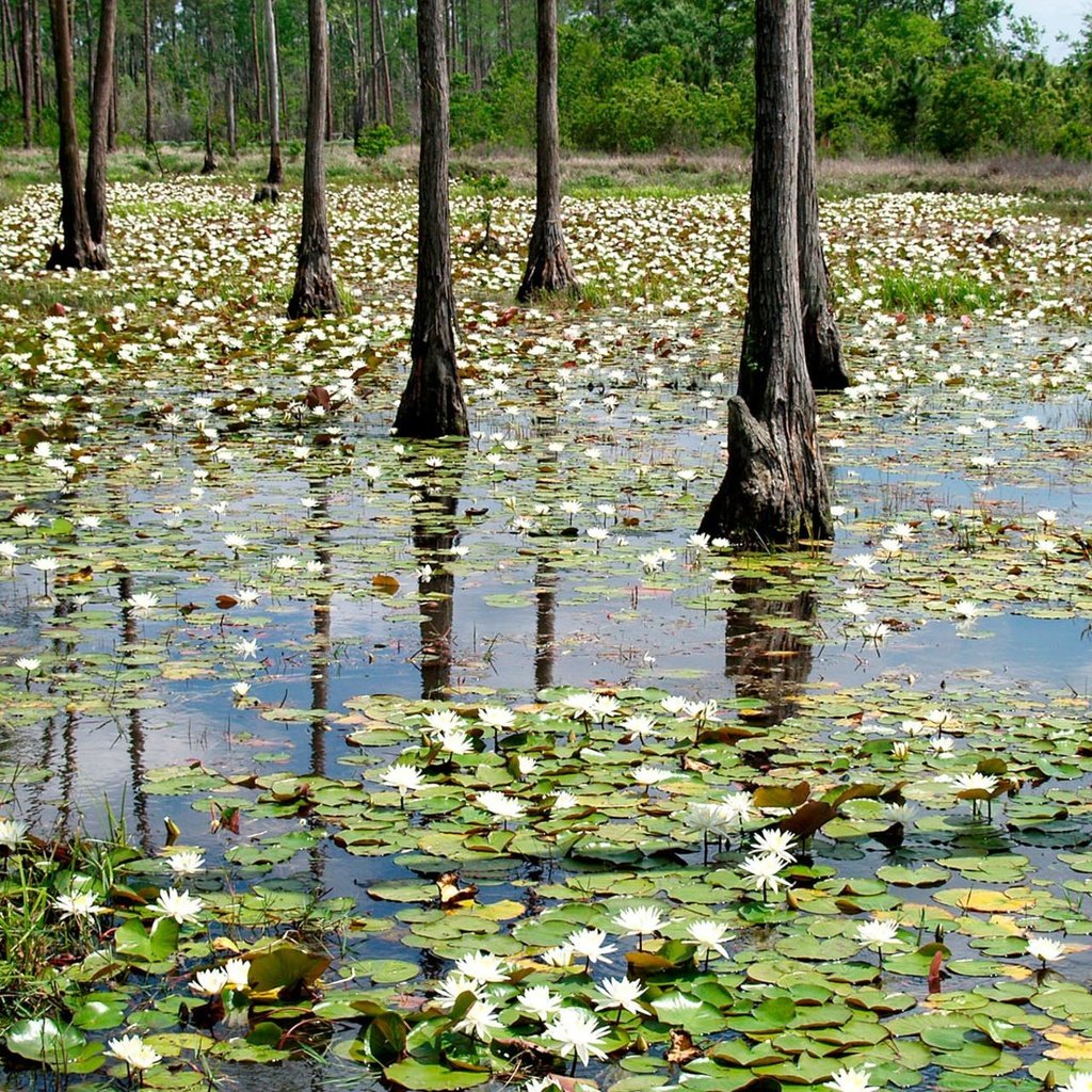 Обои цветы, деревья, лес, кувшинки, водяная лилия, паводок, flowers, trees, forest, water lilies, water lily разрешение 2048x1279 Загрузить