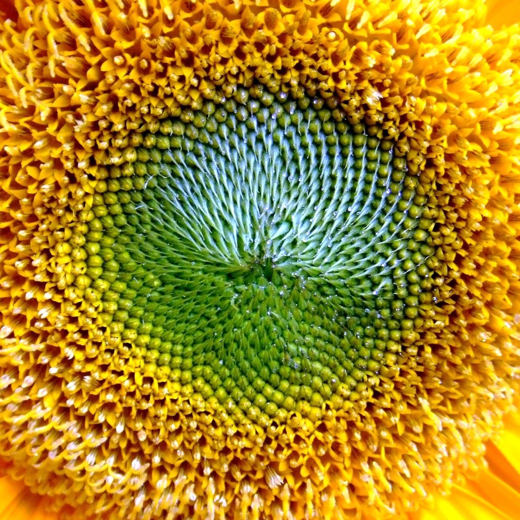 Обои подсолнух, sunflower разрешение 2560x1600 Загрузить