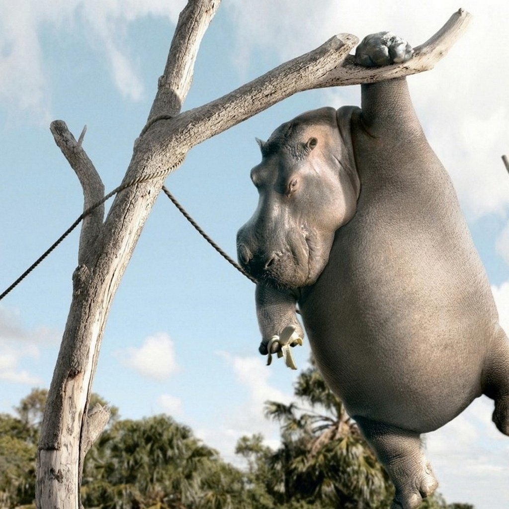Обои бегемот, hippo разрешение 1920x1200 Загрузить