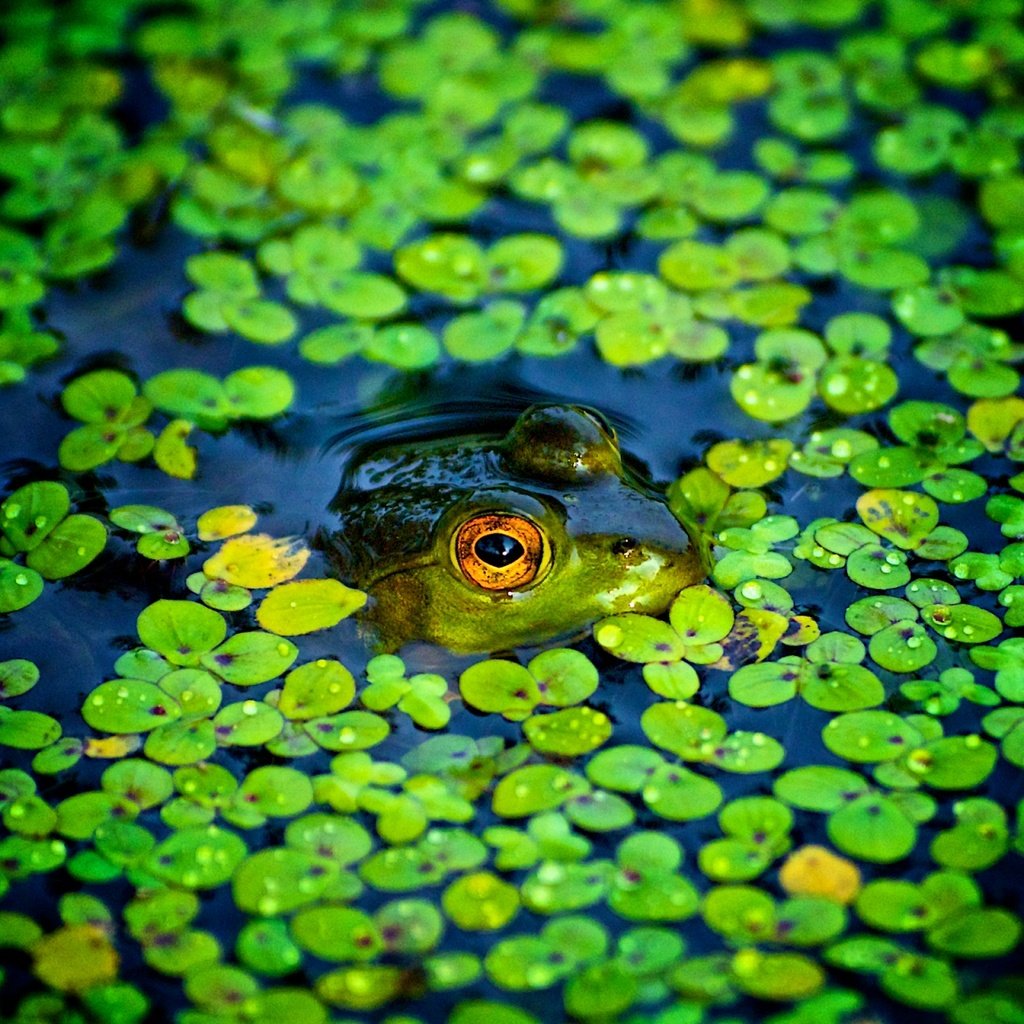 Обои пруд, лягушки, ряска, pond, frogs, duckweed разрешение 2048x1280 Загрузить