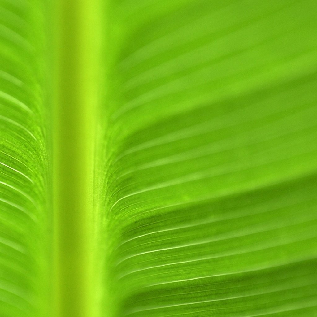 Обои текстура, цвет, лист, прожилки, зеленый лист, texture, color, sheet, veins, green leaf разрешение 1920x1080 Загрузить