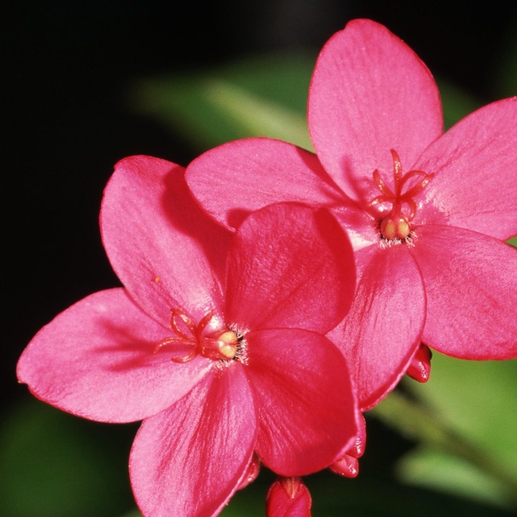 Обои цветы, лепестки, розовые, ятрофа, flowers, petals, pink разрешение 1920x1080 Загрузить