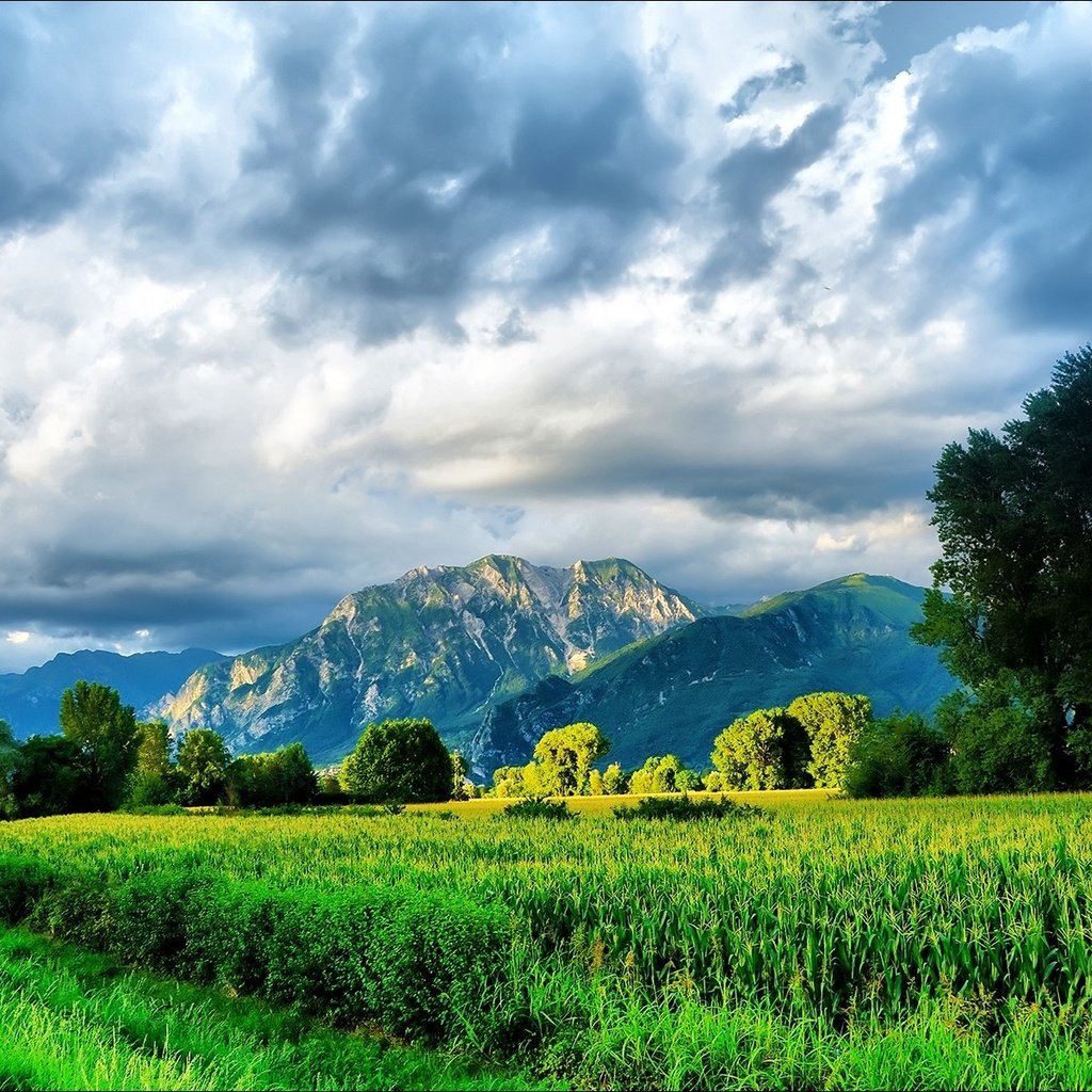 Обои небо, трава, облака, деревья, горы, природа, the sky, grass, clouds, trees, mountains, nature разрешение 1920x1200 Загрузить