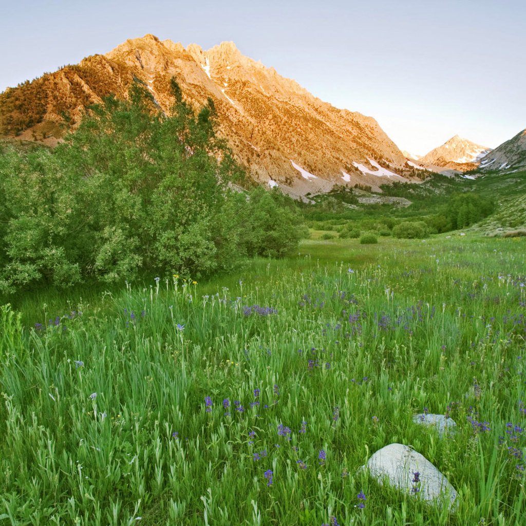 Обои цветы, трава, горы, зелень, кустарник, flowers, grass, mountains, greens, shrub разрешение 1920x1200 Загрузить