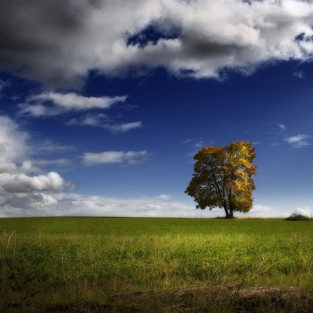 Обои небо, облака, дерево, пейзаж, поле, the sky, clouds, tree, landscape, field разрешение 1920x1080 Загрузить