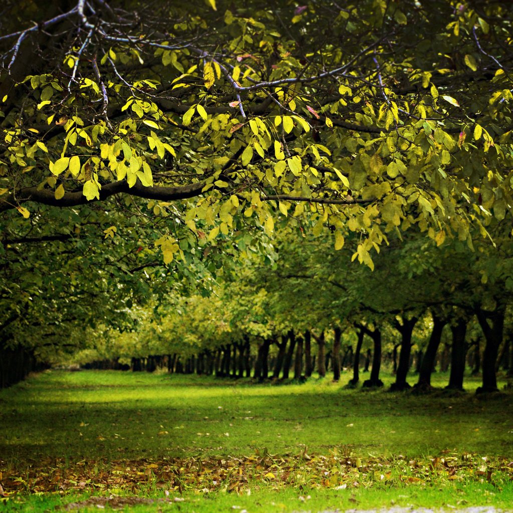 Обои деревья, листья, зеленое, золотистые, trees, leaves, green, golden разрешение 2560x1600 Загрузить