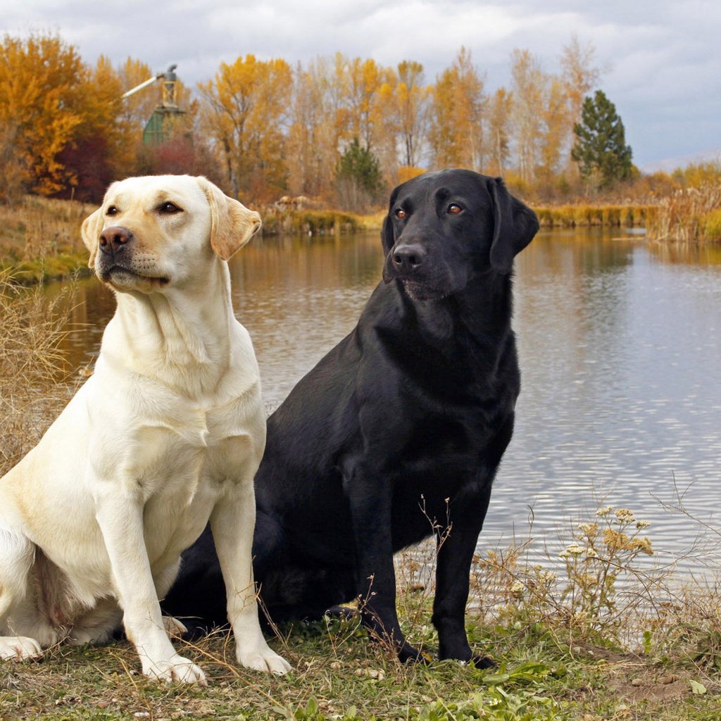 Обои вода, озеро, природа, собаки, лабрадор ретривер, water, lake, nature, dogs, labrador retriever разрешение 1920x1200 Загрузить