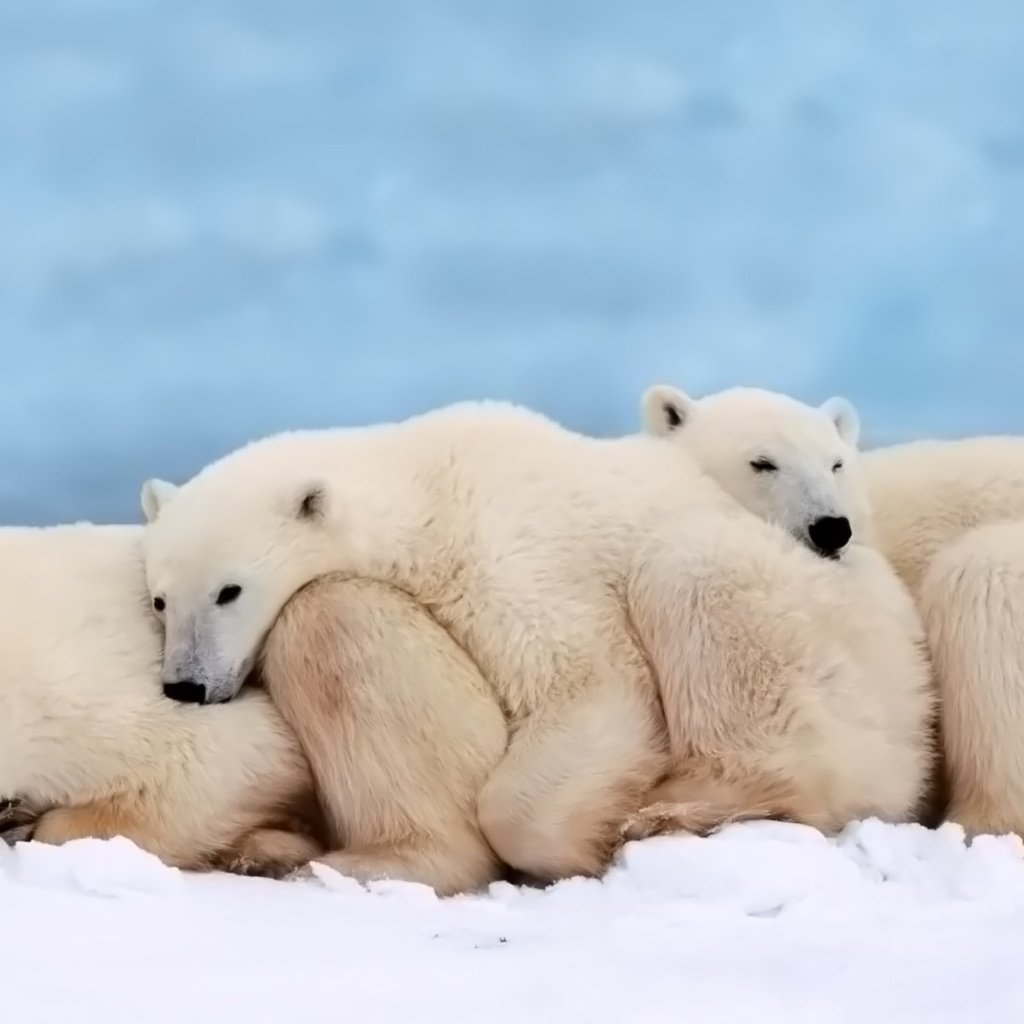 Обои сон, семья, медведи, белый медведь, детеныш, sleep, family, bears, polar bear, cub разрешение 1920x1200 Загрузить