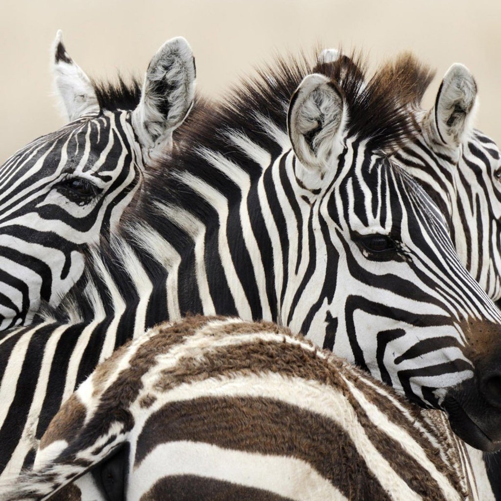 Обои зебра, животные, африка, зебры, zebra, animals, africa разрешение 1920x1200 Загрузить