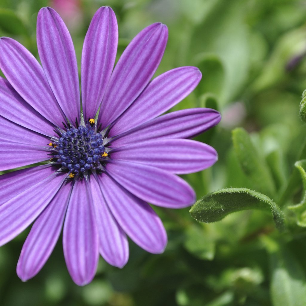 Обои цветок, лепестки, остеоспермум, африканская ромашка, flower, petals, osteospermum, african daisy разрешение 1920x1200 Загрузить