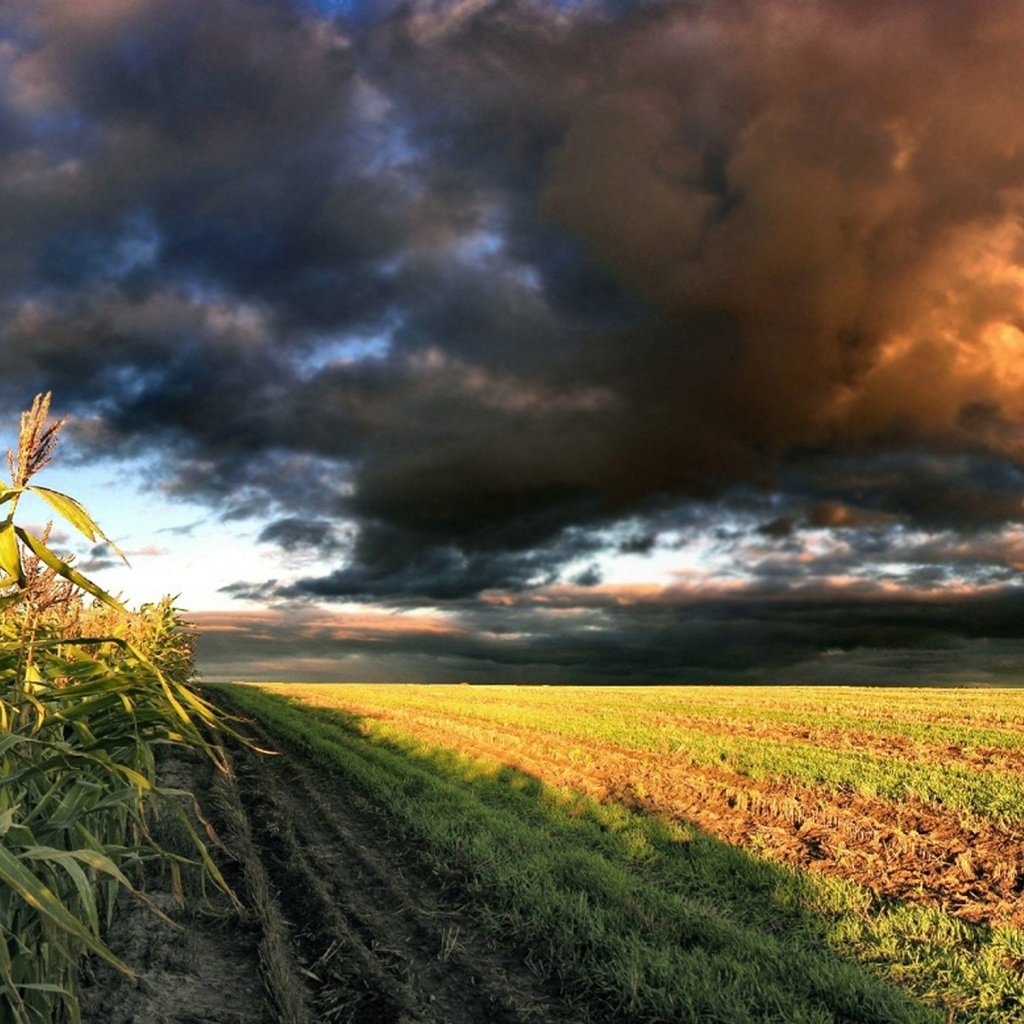 Обои небо, облака, природа, поле, кукуруза, the sky, clouds, nature, field, corn разрешение 1920x1080 Загрузить