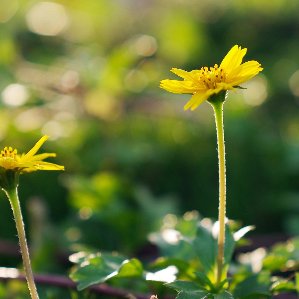 Обои цветы, природа, макро, лепестки, стебли, желтый цветок, flowers, nature, macro, petals, stems, yellow flower разрешение 1920x1200 Загрузить