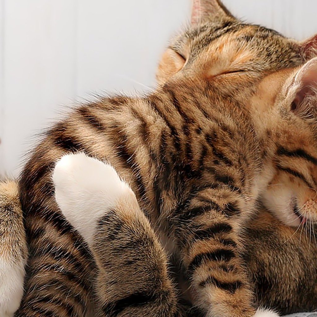 Обои любовь, кошки, котята, лапки, мордочки, обнимашки, love, cats, kittens, legs, faces, hugs разрешение 1920x1200 Загрузить