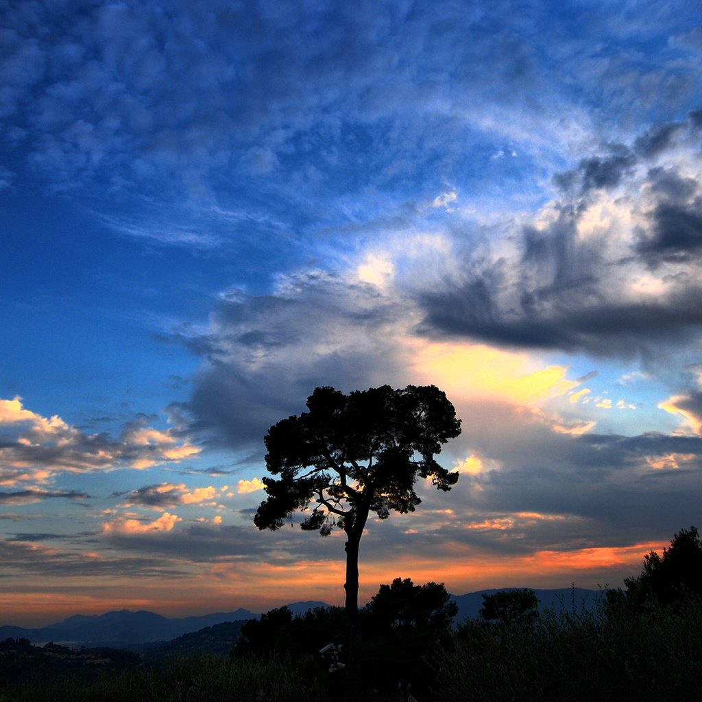 Обои небо, облака, дерево, закат, the sky, clouds, tree, sunset разрешение 1920x1080 Загрузить