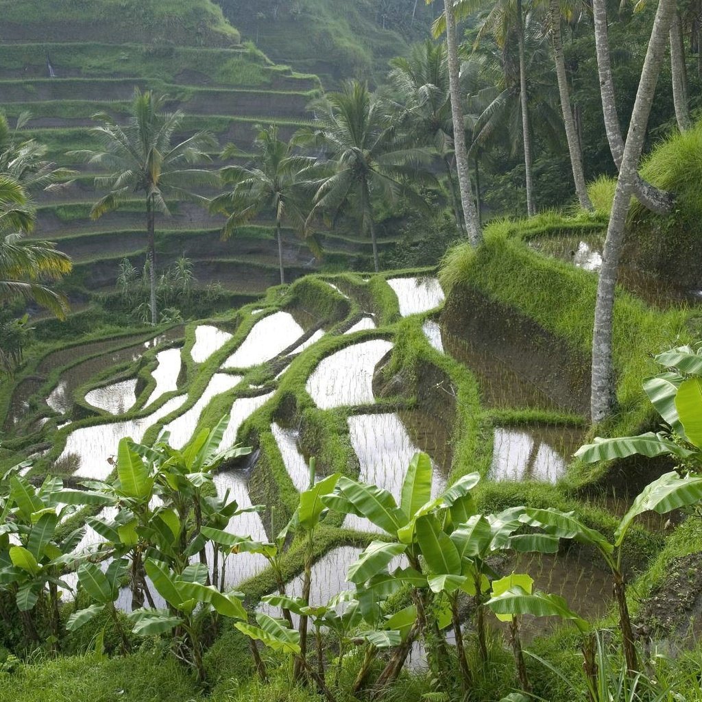 Обои пейзаж, пальмы, индонезия, бали, рисовые террасы, landscape, palm trees, indonesia, bali, rice terraces разрешение 1920x1080 Загрузить