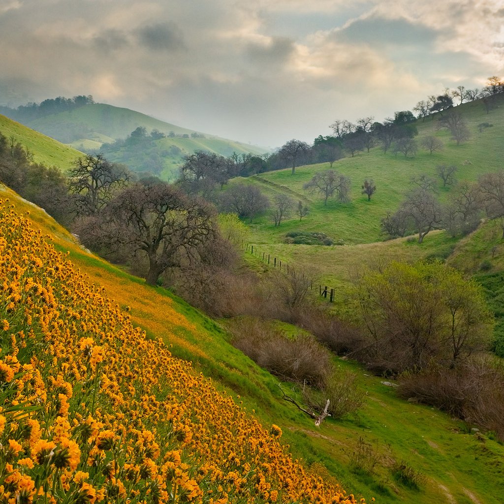 Обои небо, цветы, холмы, природа, пейзаж, лето, the sky, flowers, hills, nature, landscape, summer разрешение 1920x1080 Загрузить